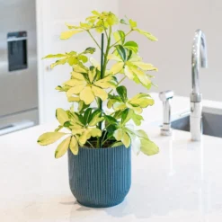 Schefflera Arboricola 'Melanie' -Deals Green4Ever Store pl2000043301 card3 lg