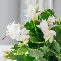 Schlumbergera White-flowered -Deals Green4Ever Store pl2000043303 card2 lg