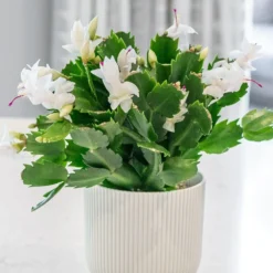 Schlumbergera White-flowered -Deals Green4Ever Store pl2000043303 card3 lg