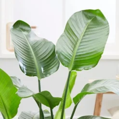 Strelitzia Nicolai -Deals Green4Ever Store pl2000043305 card3 lg