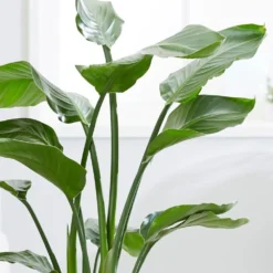 Strelitzia Nicolai -Deals Green4Ever Store pl2000043305 card5 lg