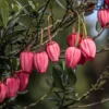 Crinodendron Hookerianum 'Ada Hoffmann'
