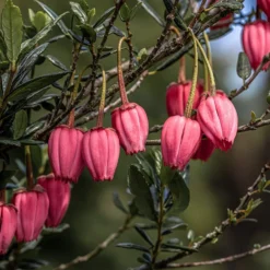 Crinodendron Hookerianum 'Ada Hoffmann'