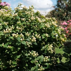 Hypericum × Inodorum Magical White ('Komuni') (PBR) -Deals Green4Ever Store pl2000043506 card2 lg