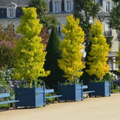 Ginkgo Biloba 'Fastigiata Blagon' -Deals Green4Ever Store pl2000043519 card3 lg