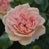 Rosa Joie De Vivre ('Korfloci 01') (PBR)