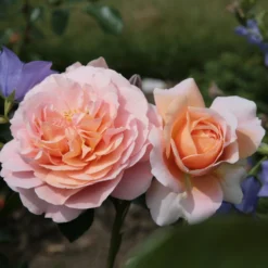 Rosa Joie De Vivre ('Korfloci 01') (PBR) -Deals Green4Ever Store pl2000044024 card3 lg scaled