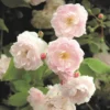 Rosa 'Noisette Carnée'