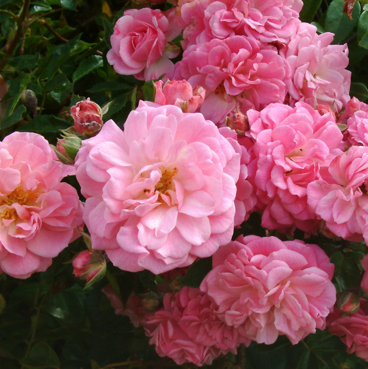 Rosa 'Rural England' 2 Rosa 'Rural England' - Image 2