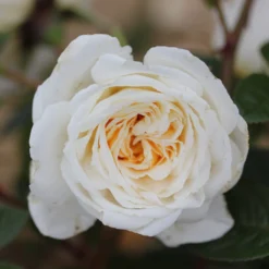 Rosa 'White Patio' -Deals Green4Ever Store pl2000044038 card2 lg scaled