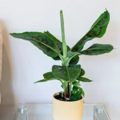 Musa Acuminata 'Dwarf Cavendish'