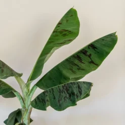 Musa Acuminata 'Dwarf Cavendish' -Deals Green4Ever Store pl2000044075 card4 lg