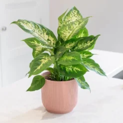 Dieffenbachia 'Camille' -Deals Green4Ever Store pl2000044097 card3 lg
