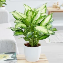 Dieffenbachia 'Camille' -Deals Green4Ever Store pl2000044097 card4 lg