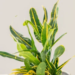 Codiaeum 'Banana' -Deals Green4Ever Store pl2000044110 card2 lg