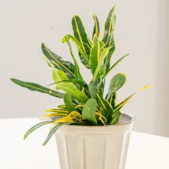 Codiaeum 'Banana' -Deals Green4Ever Store pl2000044110 card3 lg