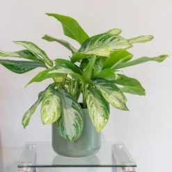Aglaonema 'Silver Bay' -Deals Green4Ever Store pl2000044127 card3 lg