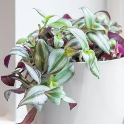 Tradescantia Zebrina -Deals Green4Ever Store pl2000044137 card3 lg