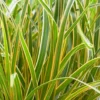 Carex Morrowii 'Everglow' (PBR) (EverColor Series)