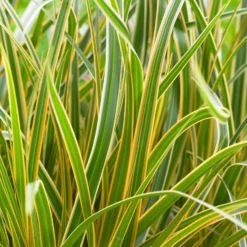 Carex Morrowii 'Everglow' (PBR) (EverColor Series)