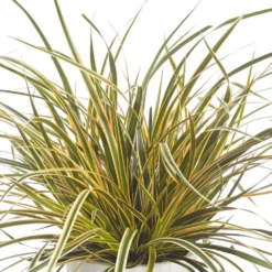 Carex Morrowii 'Everglow' (PBR) (EverColor Series) -Deals Green4Ever Store pl2000044461 card4 lg