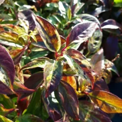 Leucothoe Walteri 'Rainbow' -Deals Green4Ever Store pl2000044485 card3 lg