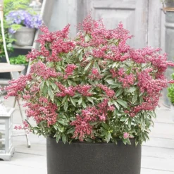 Pieris Japonica Polar Passion ('PPOBAS') (PBR) -Deals Green4Ever Store pl2000044487 card3 lg