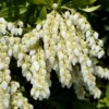 Pieris Japonica 'Purity'