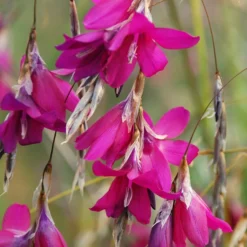 Dierama 'Blackberry Bells'