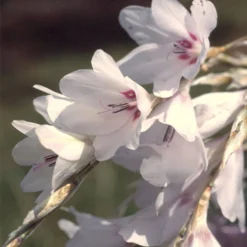 Dierama Pulcherrimum Var. Album