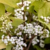 Callicarpa Bodinieri 'Magical Snowstar ('Kolmsnostar') (PBR)