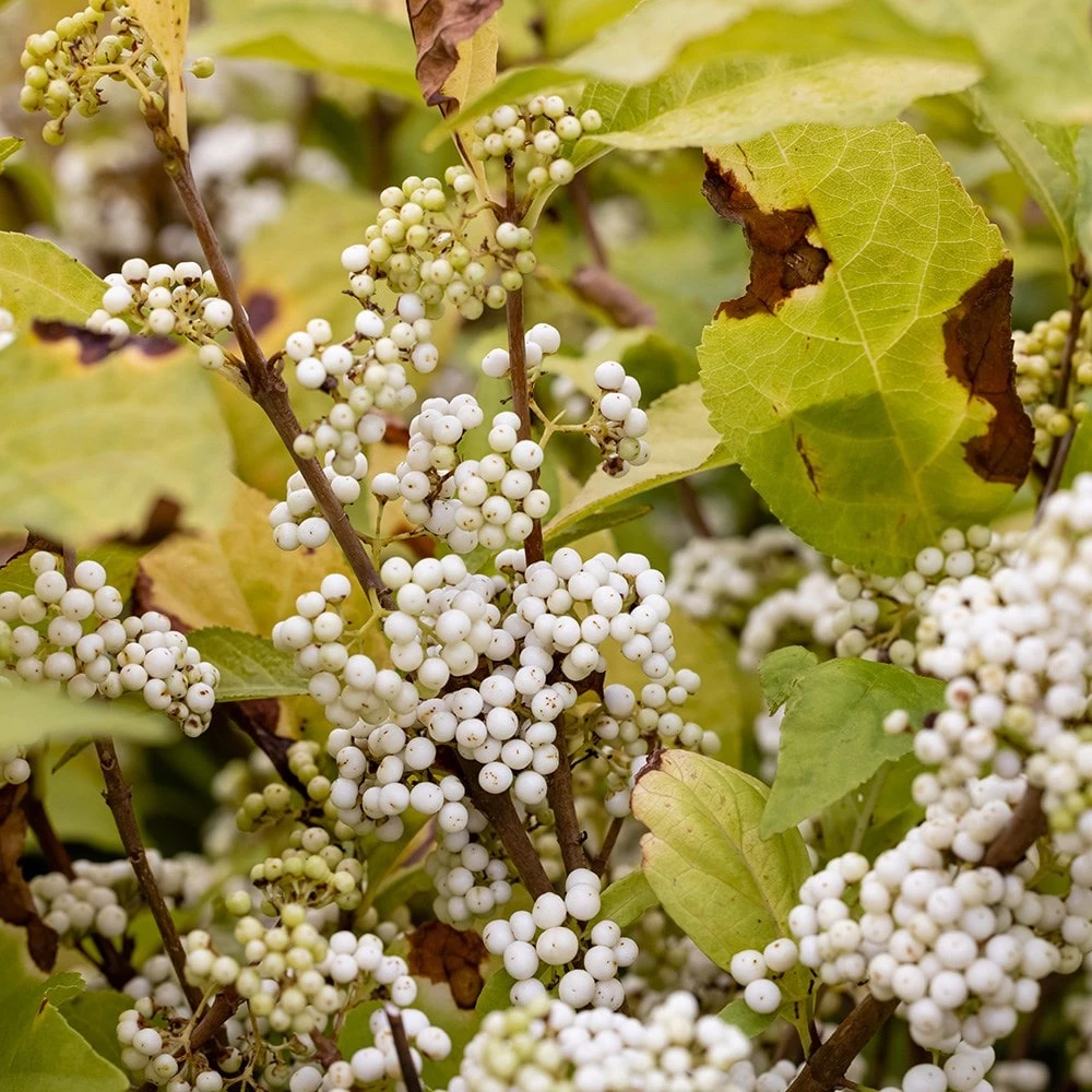 Callicarpa Bodinieri 'Magical Snowstar ('Kolmsnostar') (PBR) 2 Callicarpa Bodinieri 'Magical Snowstar ('Kolmsnostar') (PBR) - Image 2