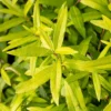 Salix Udensis 'Golden Sunshine' (PBR)