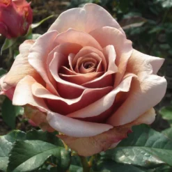 Rosa Mokarosa ('Frywitty') (PBR) -Deals Green4Ever Store pl2000044748 card2 lg