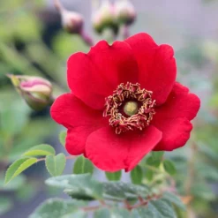 Rosa 'Geranium' (moyesii Hybrid) 3 Rosa 'Geranium' (moyesii Hybrid) -Deals Green4Ever Store pl2000044750 card2 lg