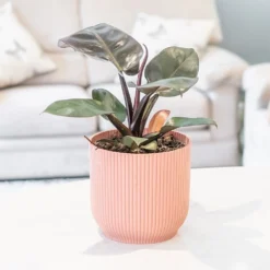 Philodendron 'Black Cardinal' -Deals Green4Ever Store pl2000044766 card3 lg