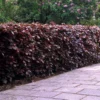 Fagus 'Atropurpurea' - Purple Beech Hedging