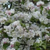 Malus Sylvestris - Crab Apple Hedging