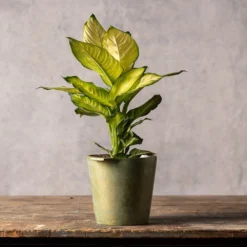 Dieffenbachia 'Summer Style' (PBR) -Deals Green4Ever Store pl2000044820 card3 lg