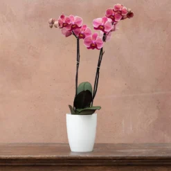 Phalaenopsis 'Asian Coral' -Deals Green4Ever Store pl2000044821 card3 lg