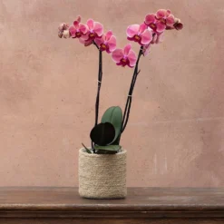 Phalaenopsis 'Asian Coral' -Deals Green4Ever Store pl2000044821 card4 lg