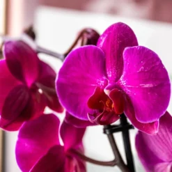 Phalaenopsis Anthura Stellenbosch ('phaldukai') (PBR) -Deals Green4Ever Store pl2000044822 card2 lg