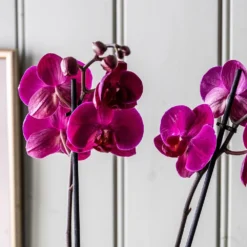 Phalaenopsis Anthura Stellenbosch ('phaldukai') (PBR) -Deals Green4Ever Store pl2000044822 card4 lg