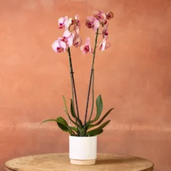 Phalaenopsis 'Younghome Golden Leopard' 7 Phalaenopsis 'Younghome Golden Leopard' -Deals Green4Ever Store pl2000044823 card2 lg