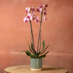 Phalaenopsis 'Younghome Golden Leopard' 8 Phalaenopsis 'Younghome Golden Leopard' -Deals Green4Ever Store pl2000044823 card3 lg