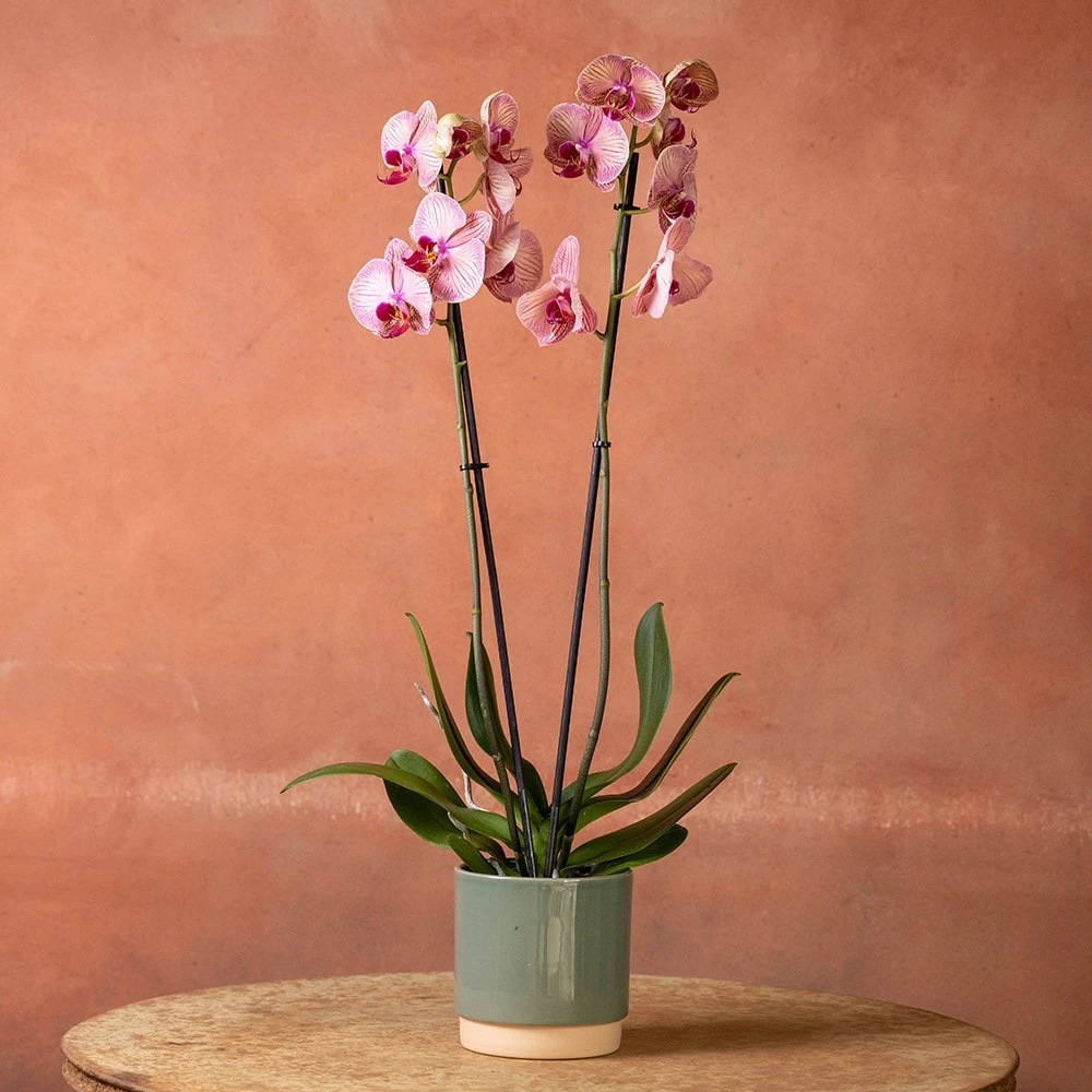 Phalaenopsis 'Younghome Golden Leopard' 3 Phalaenopsis 'Younghome Golden Leopard' - Image 3