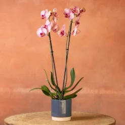 Phalaenopsis 'Younghome Golden Leopard' 9 Phalaenopsis 'Younghome Golden Leopard' -Deals Green4Ever Store pl2000044823 card4 lg