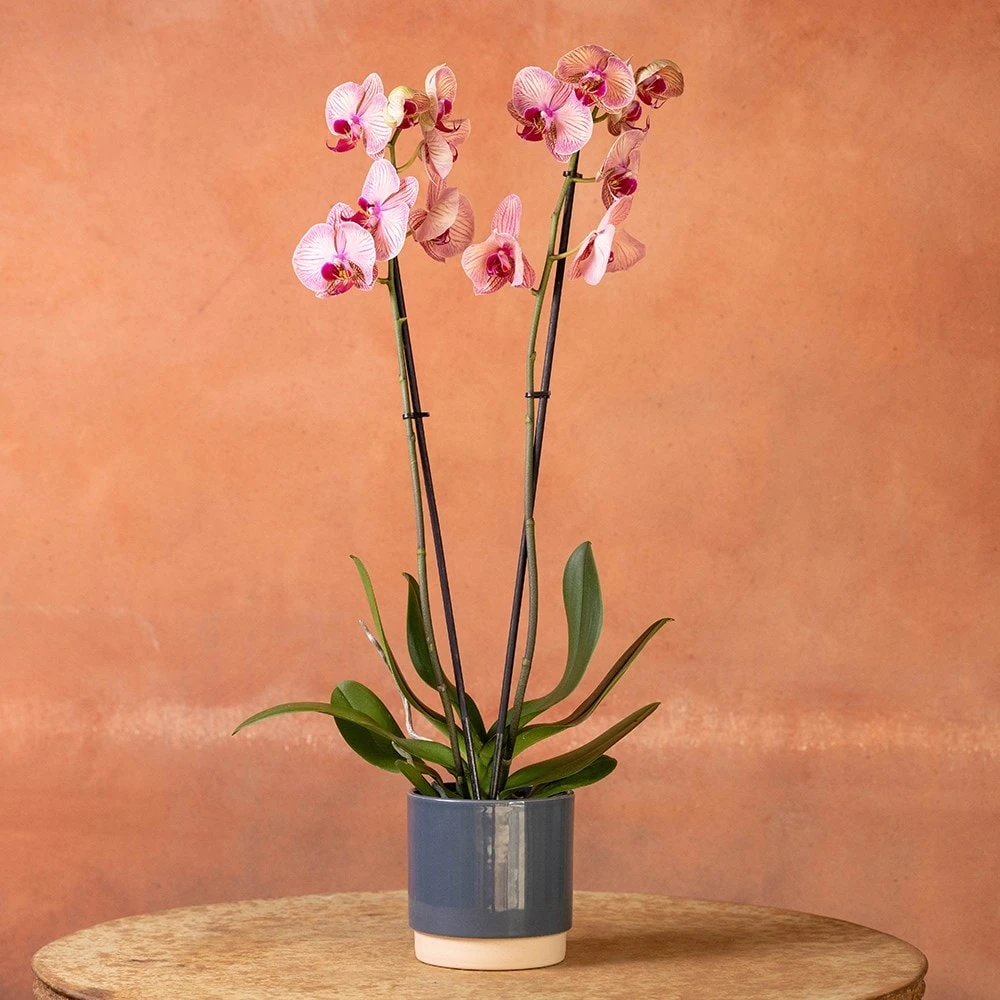 Phalaenopsis 'Younghome Golden Leopard' 4 Phalaenopsis 'Younghome Golden Leopard' - Image 4