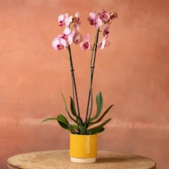 Phalaenopsis 'Younghome Golden Leopard' 10 Phalaenopsis 'Younghome Golden Leopard' -Deals Green4Ever Store pl2000044823 card5 lg