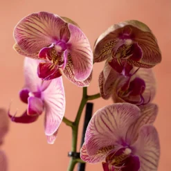 Phalaenopsis 'Younghome Golden Leopard' 11 Phalaenopsis 'Younghome Golden Leopard' -Deals Green4Ever Store pl2000044823 card6 lg